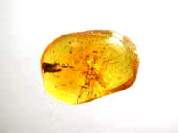 Insect trapped in amber