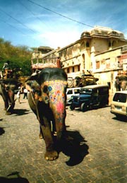 Eléphant dans les rues de Jaipur